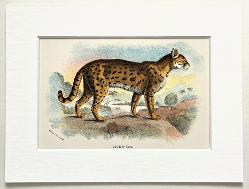 Tiger cat mounted antique - tiger-cat,