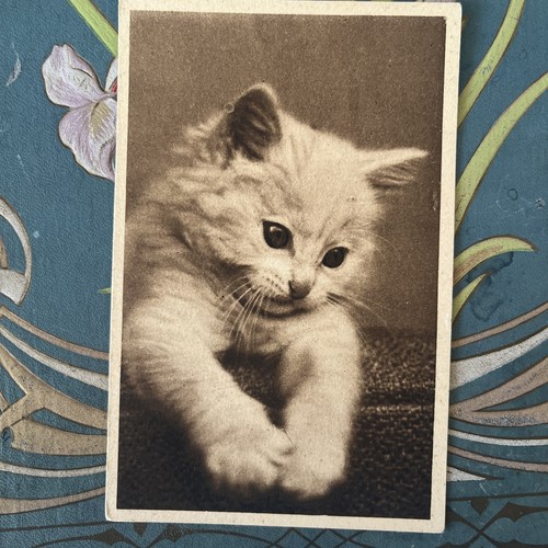 Antique cat kitten postcard - antique,