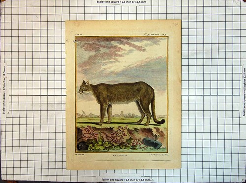 Original old antique print - antique,