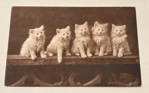 Antique cat postcard early - antique,