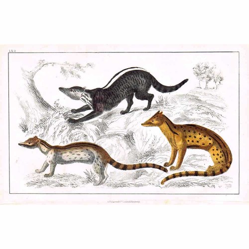 Cat like mammals zibet fossa - like,