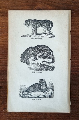 Antique animal print - animal,