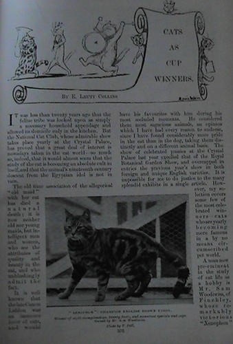 Cat show champions cats - show,