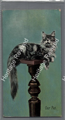 Antique long haired - cat, our