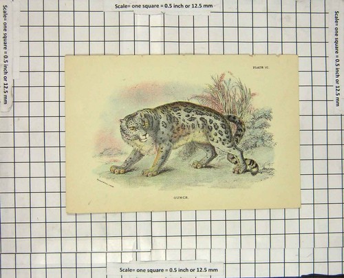 Ounce wild cat - ounce, animal