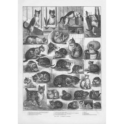 Cats domestic history - domestic,