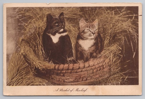 Postcard antique cat cats - postcard,