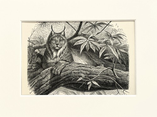 Northern lynx cat - animal, print