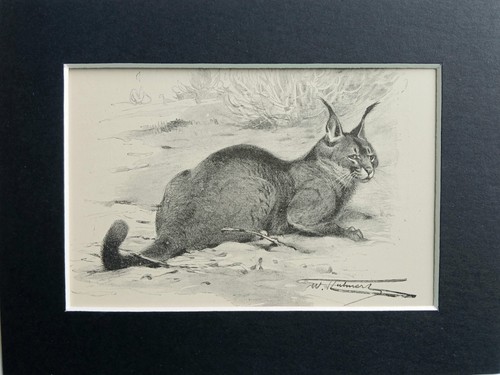 Caracal cat mounted - cat, antique