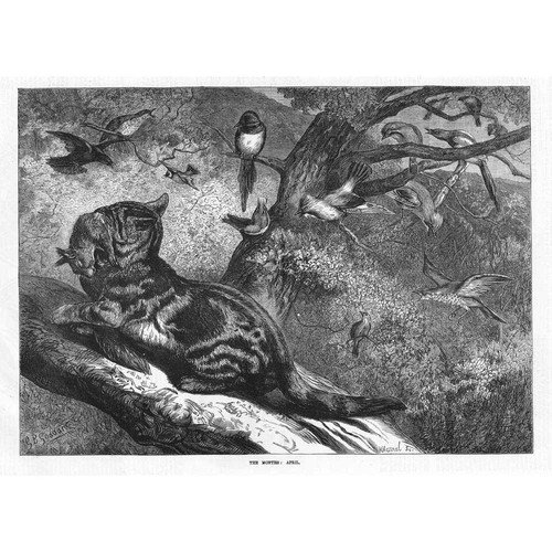 Cat captures leveret - cat, in