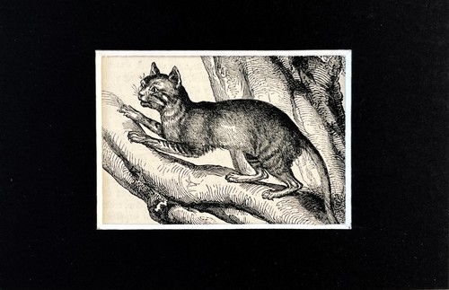 French wild cat animal print - wild,