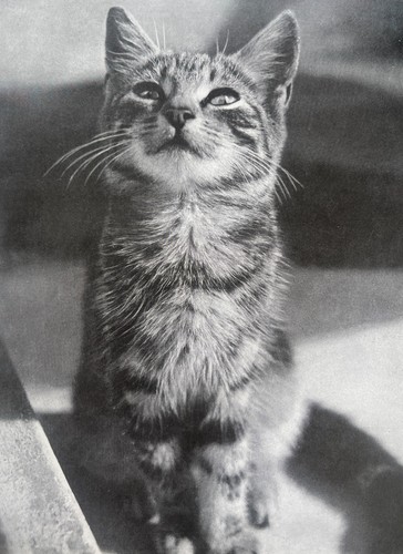 Cat portrait 1944 nancy - cat,
