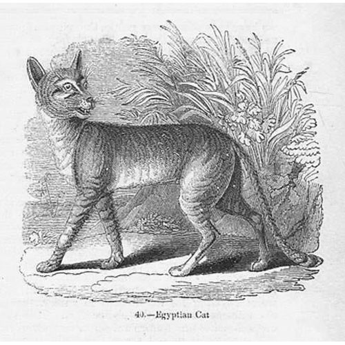 Egyptian cat antique print - egyptian,