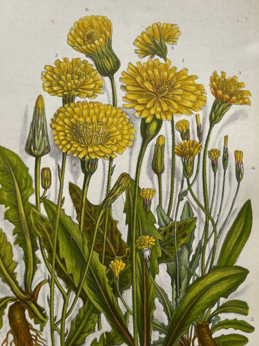 Antique chromolithograph - , of