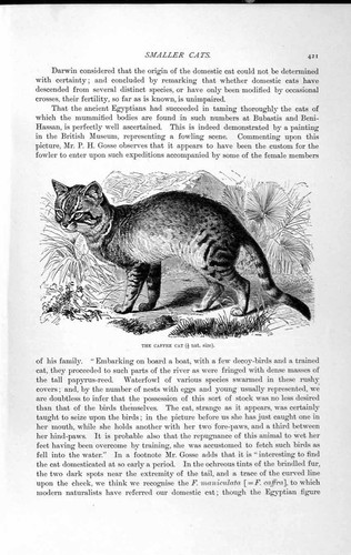 Original old antique print - antique,