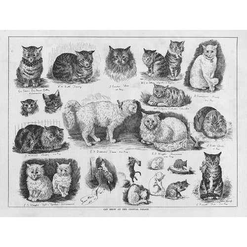 The cat show - at, crystal