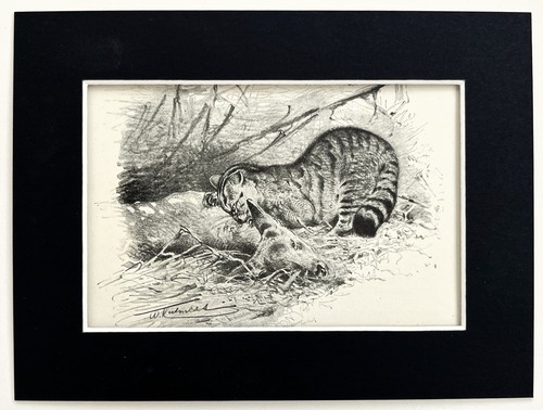 Wildcat wild cat mounted - wildcat,