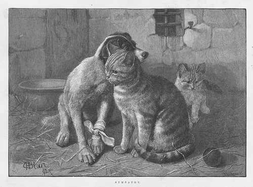 Sympathy dog with injured - dog,