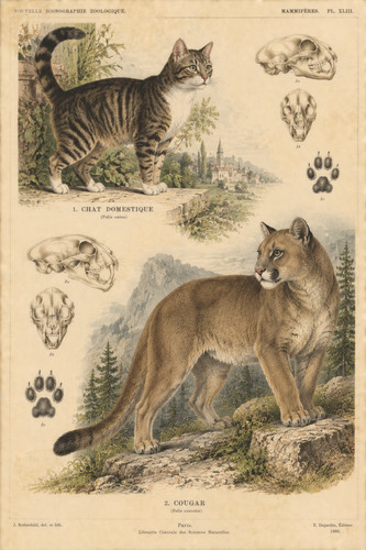 1886 domestic cat cougar - 65.,