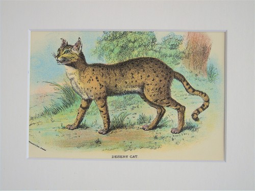 Desrt cat mounted antique - desrt,