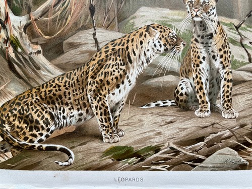 Antique chromolithograph - , of