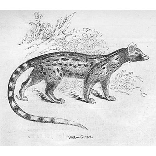 Genet cat antique - antique, 1856