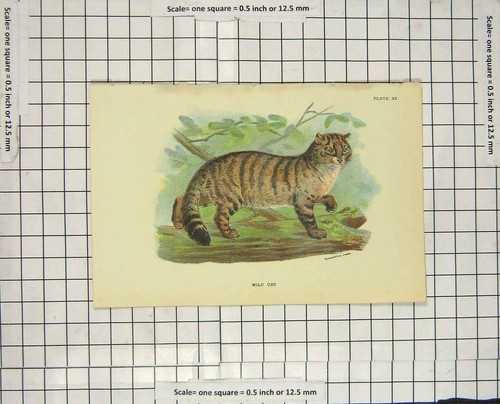 Original old antique print - old,