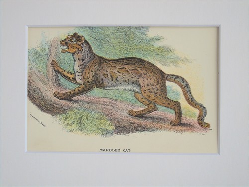 Marbled cat mounted antique - -,