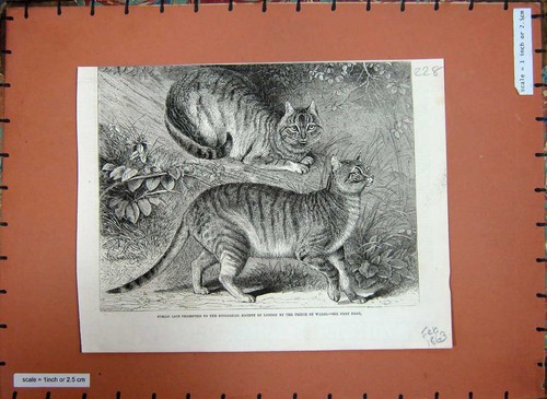 Original old antique print - original,