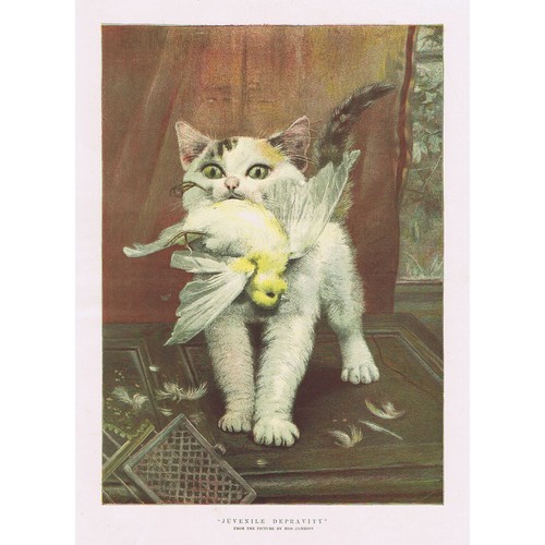 Cats juvenile depravity colour - cats,