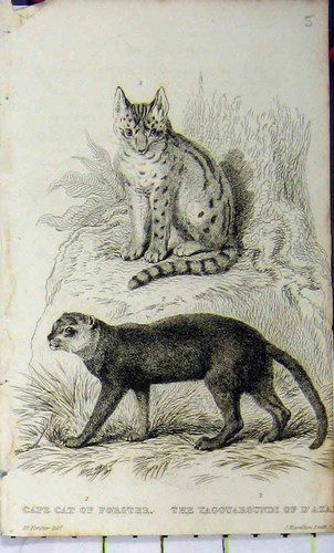 Original old antique print - original,
