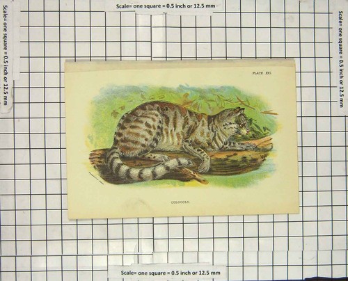 Colocolo wild cat animal - wild,