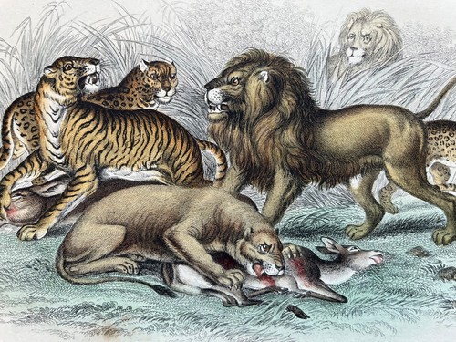 Antique hand coloured